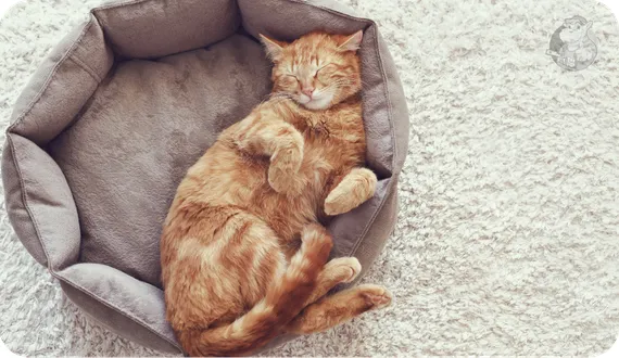 rudy kot śpiący wygodnie w swoim legowisku